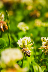 Close up of honey bee on the clover flower in the green field. Good for banner. Green background.