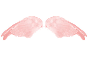 Beautiful two wing angel pink vintage color trends feather isolated on white background 