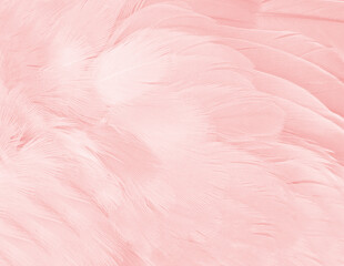 Beautiful light pink feather pattern texture background