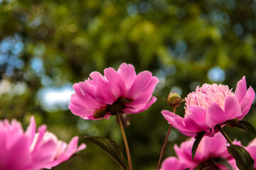 Fototapeta premium flowerbed with blooming red peonies. summer garden