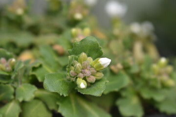 Mountain rock cress Schneehaube