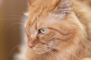 可愛い猫ちゃん　　茶トラ猫