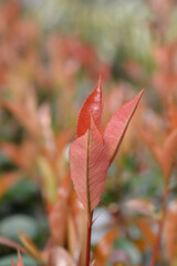 Photinia Red Robin