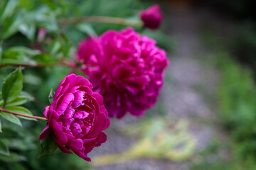 Fototapeta premium flowerbed with blooming red peonies. summer garden