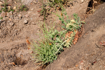 Yellow Hornpoppy (Glaucium flavum) in coastal hills, Crimea