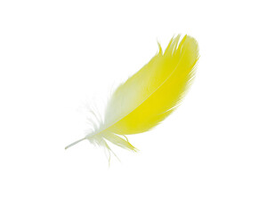 Beautiful yellow parrot lovebird feather isolated on white background