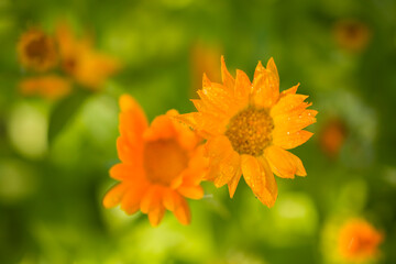 Close up calendula flowers. Summer nature photo.