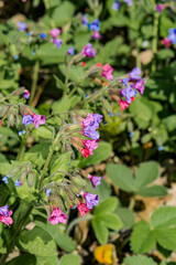 Unspotted Lungwort (Pulmonaria obscura) in forest, Central Russia