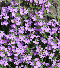 Small purple Erinus alpinus flowers near stone wall. Floral background.