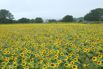 神奈川県　座間のひまわり畑