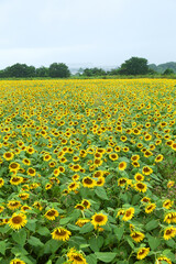 神奈川県　座間のひまわり畑