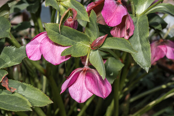 Lenten Rose (Helleborus caucasicus) in garden
