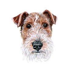 Watercolor illustration of a funny dog. Hand made character. Portrait cute dog isolated on white background. Watercolor hand-drawn illustration. Popular breed dog. Wire fox terrier