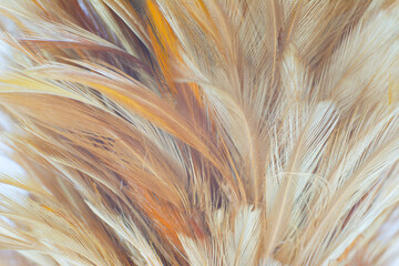 Beautiful brown feather texture pattern background