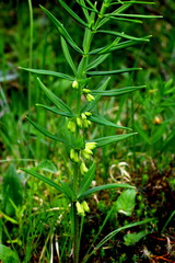 Quirlblättriges Salomonssiegel, Polygonatum verticillatum