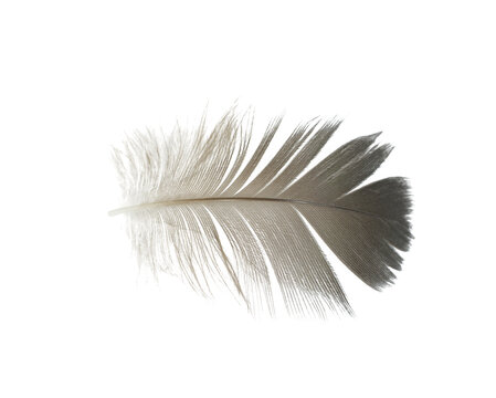 Beautiful eagle feather isolated on white background © nadtytok28