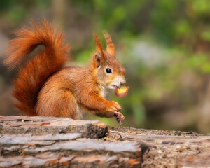 Naklejka na ściany i meble European red squirrel eating a slice of carrot