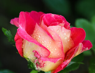 Beautiful red rose with dew drops in the garden on a sunny day. Ideal for background greeting cards