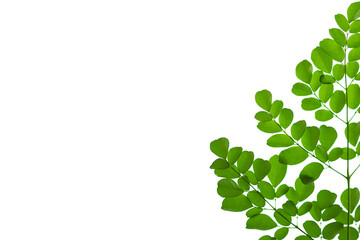 leaves close up on background