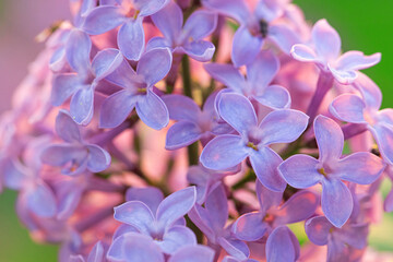 Lilac flowers spring blooming scene. Blossom lilac flowers in spring. Spring lilac flowers blooming. Spring lilac bush blooming macro
