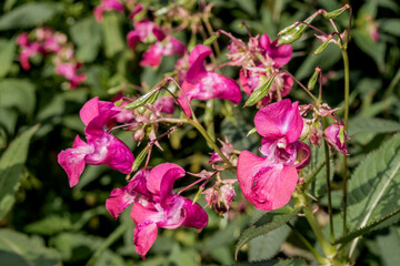Policeman's Helmet (Impatiens glandulifera) in wet meadow