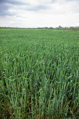 Stormy landscape view before the rain. wheat field in overcast rainy weather