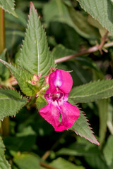 Policeman's Helmet (Impatiens glandulifera) in wet meadow