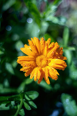 Calendula flower blossom after morning rain