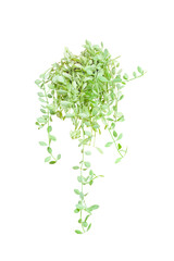 Orchid vine isolated on white background with clipping path