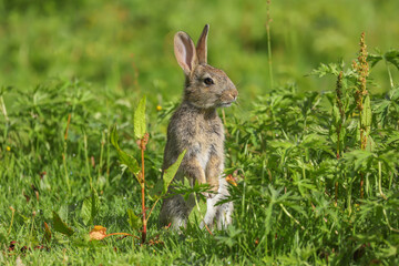 Wild Rabbit (Oryctolagus cuniculus) in a field.
