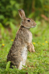 Wild Rabbit (Oryctolagus cuniculus) in a field.