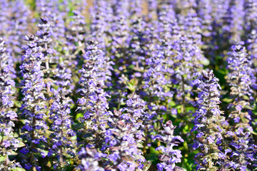 Blooming field of blue bugleherb
