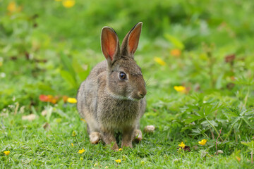 Wild Rabbit (Oryctolagus cuniculus) in a field.