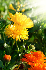 Obraz premium Yellow and orange flowers of pot marigold in sunlight