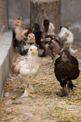 Little colorful chickens running around the garden