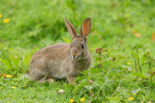 Wild Rabbit (Oryctolagus cuniculus) in a field.