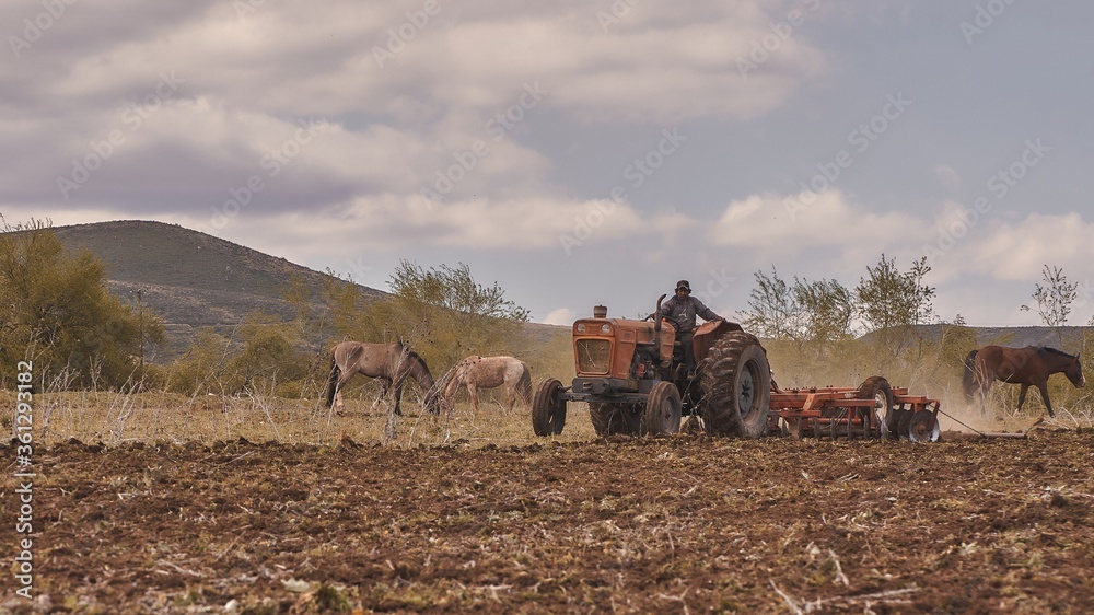 Poster man driving a tractor on the agricultural field behind the horses