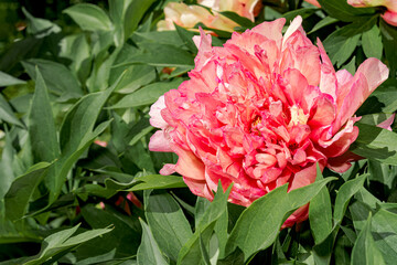 Itoh Hybrid Peony (Paeonia Itoh hybrid) in park