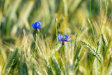 Blaue Blüten einer Kornblume vor unscharfen Halmen eines Kornfeldes.