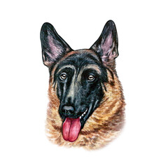 Watercolor illustration of a funny dog. Hand made character. Portrait cute dog isolated on white background. Watercolor hand-drawn illustration. Popular breed dog. German shepherd