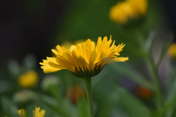 Blühende Ringelblume (Calendula officinalis)