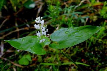 Zweiblättrige Schattenblume, Maianthemum bifolium