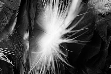 Obraz premium Beautiful dark black feather pattern texture background