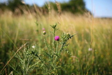 field of flowers
