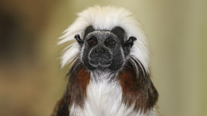 Tamaryna Białoczuba , Tamarin © Sylwester Cieciura