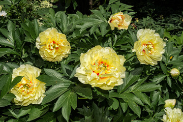 Itoh Hybrid Peony (Paeonia Itoh hybrid) in park