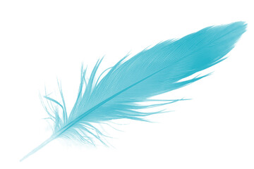 Beautiful feather color green turquoise isolated on white background