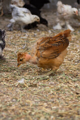 Little colorful chickens running around the garden