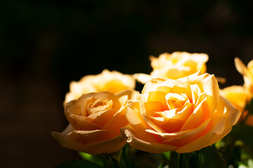 Beautiful peach-coloured roses highlighted by sunny spot against dark background