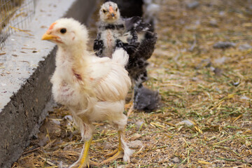 Little colorful chickens running around the garden